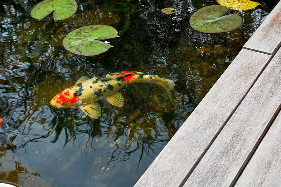 Koi